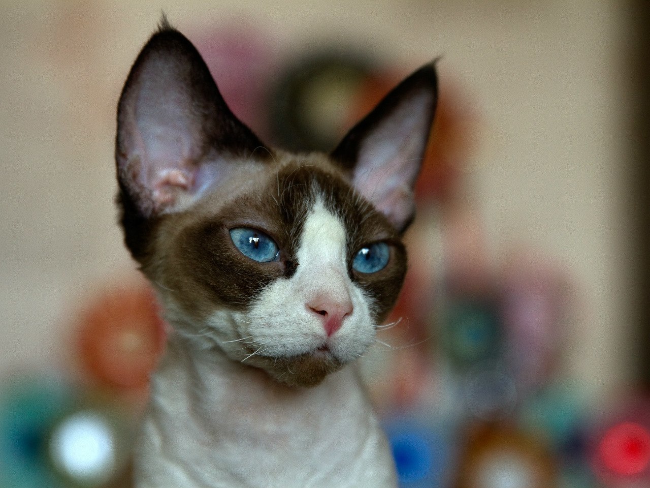 The story of how I got this beauty - cat, Devon Rex