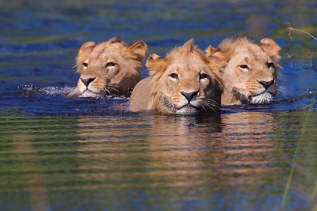 Beautifully float - The photo, Animals, a lion