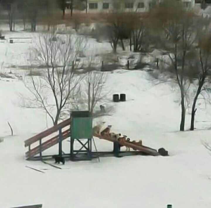 What's going on here !? - Dog, Slide, Winter, What's happening?