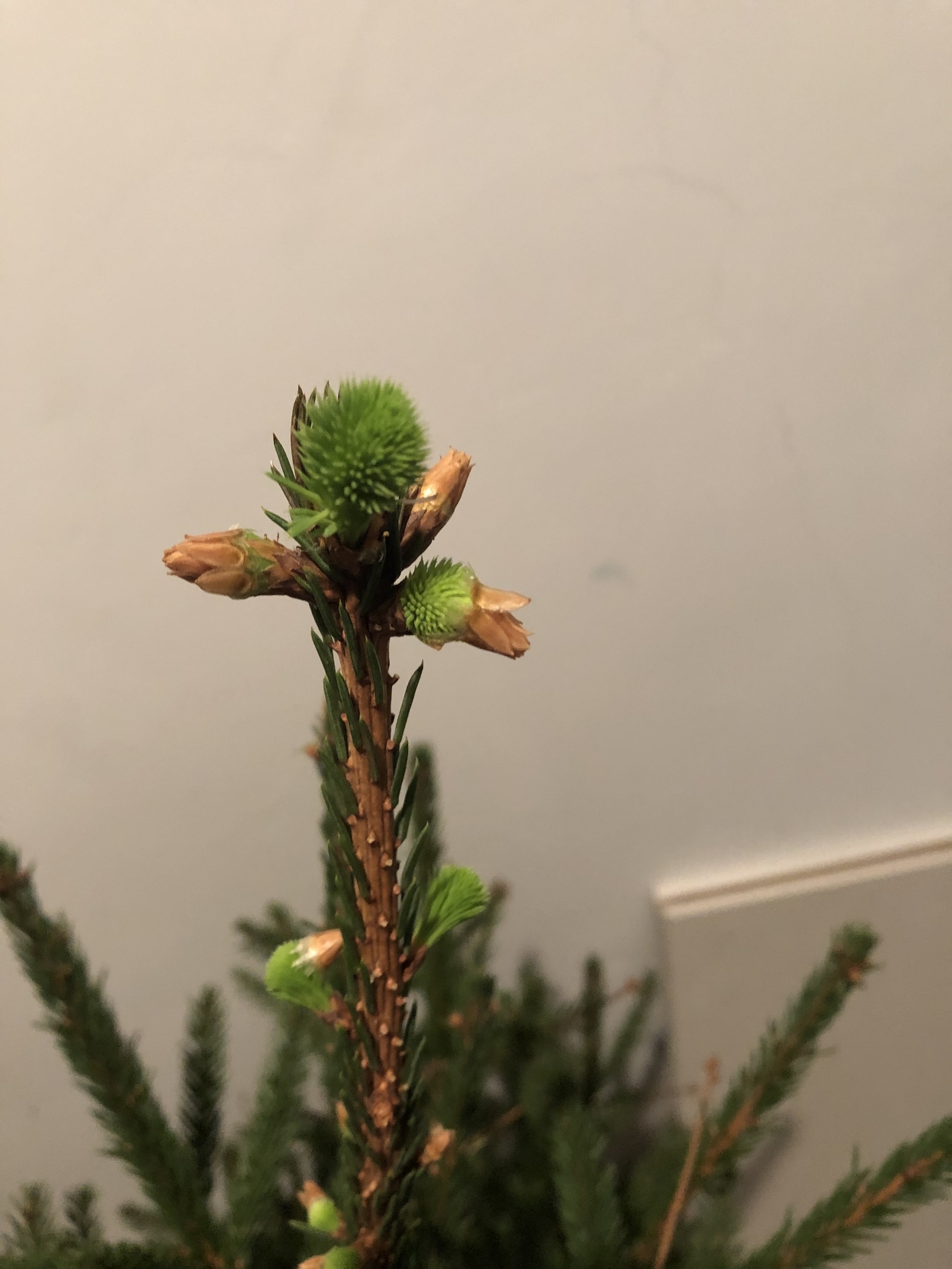 New Year's miracle! - My, Christmas trees, Christmas tree, Holidays, Gardening, Longpost