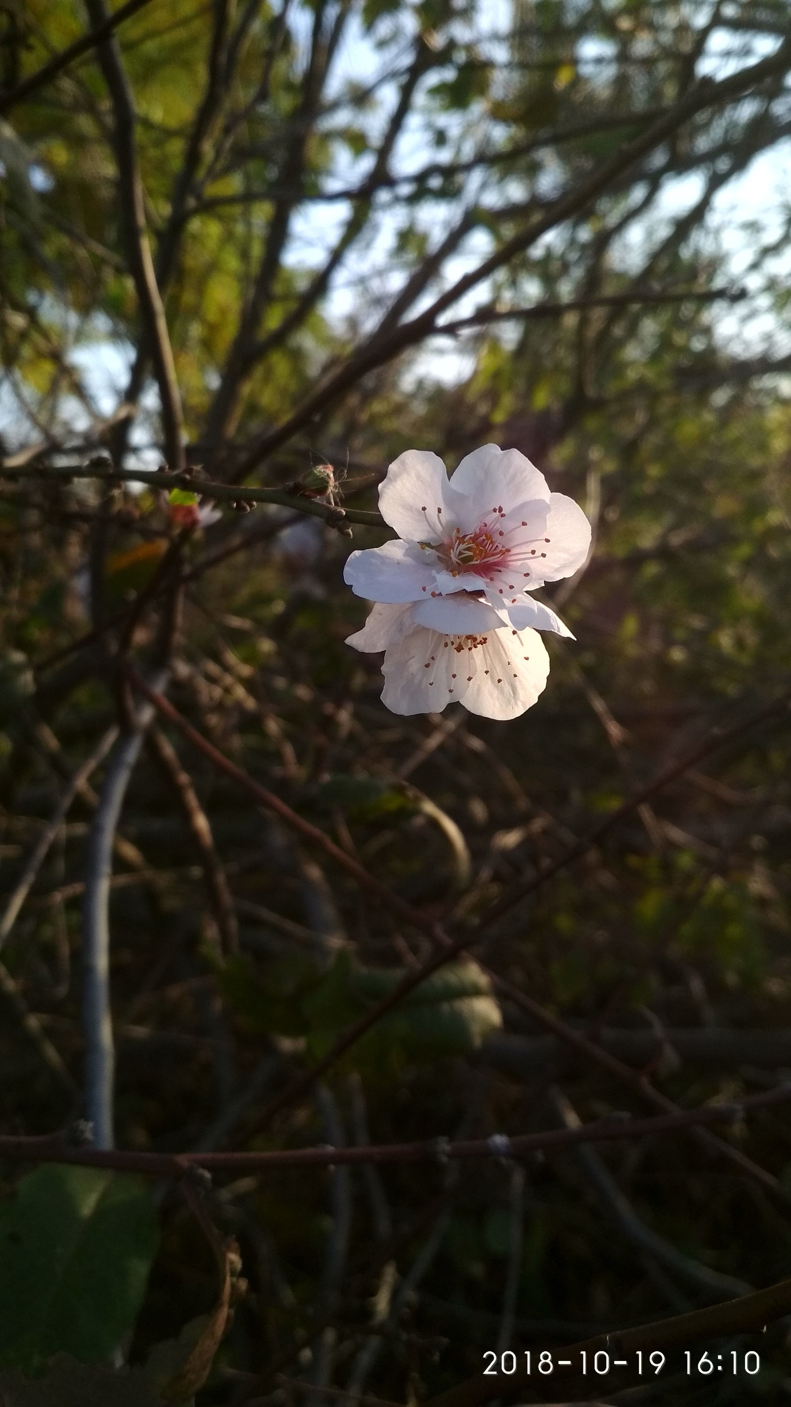 Nature has gone crazy - My, Nature, The photo, Longpost