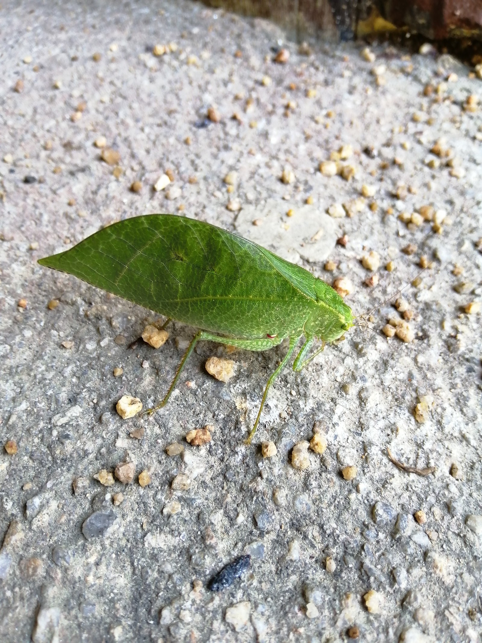 Butterflies of Thailand post. - My, Butterfly, Thailand, Insects, Lizard, Longpost