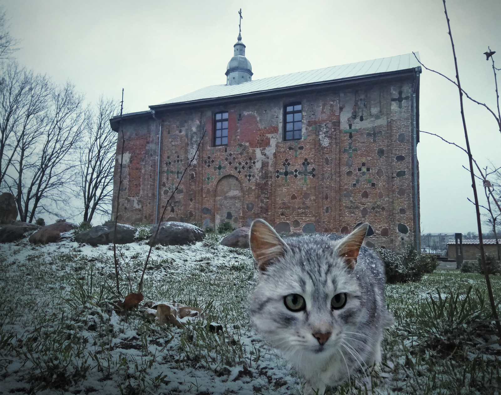 Grodno cat - My, Republic of Belarus, cat, Grodno