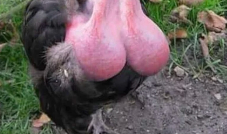 Yes, I'm a chicken, CHICKEN !!! - NSFW, Almost strawberry, Hen, Eggs, 9GAG