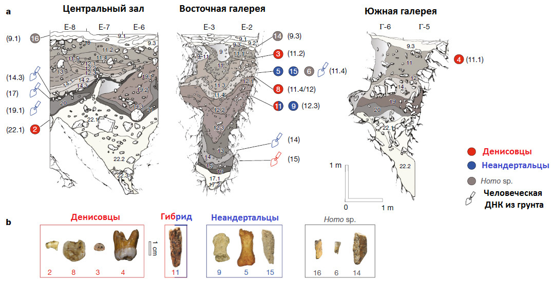 The dates of archaeological finds in the Denisova Cave have been clarified - The science, Anthropology, Denisova Cave, Paleolithic, Archeology, Copy-paste, Elementy ru, Longpost