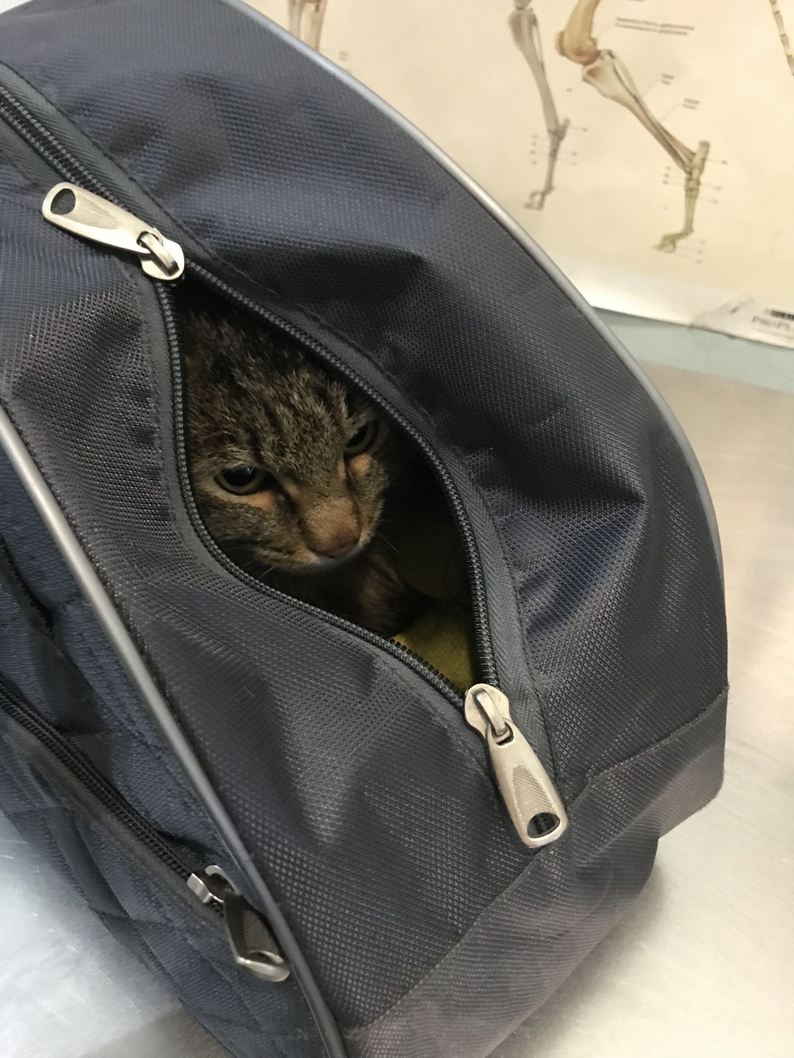 A trip to the veterinary clinic - My, cat, Vet, Fear, Courage, Longpost