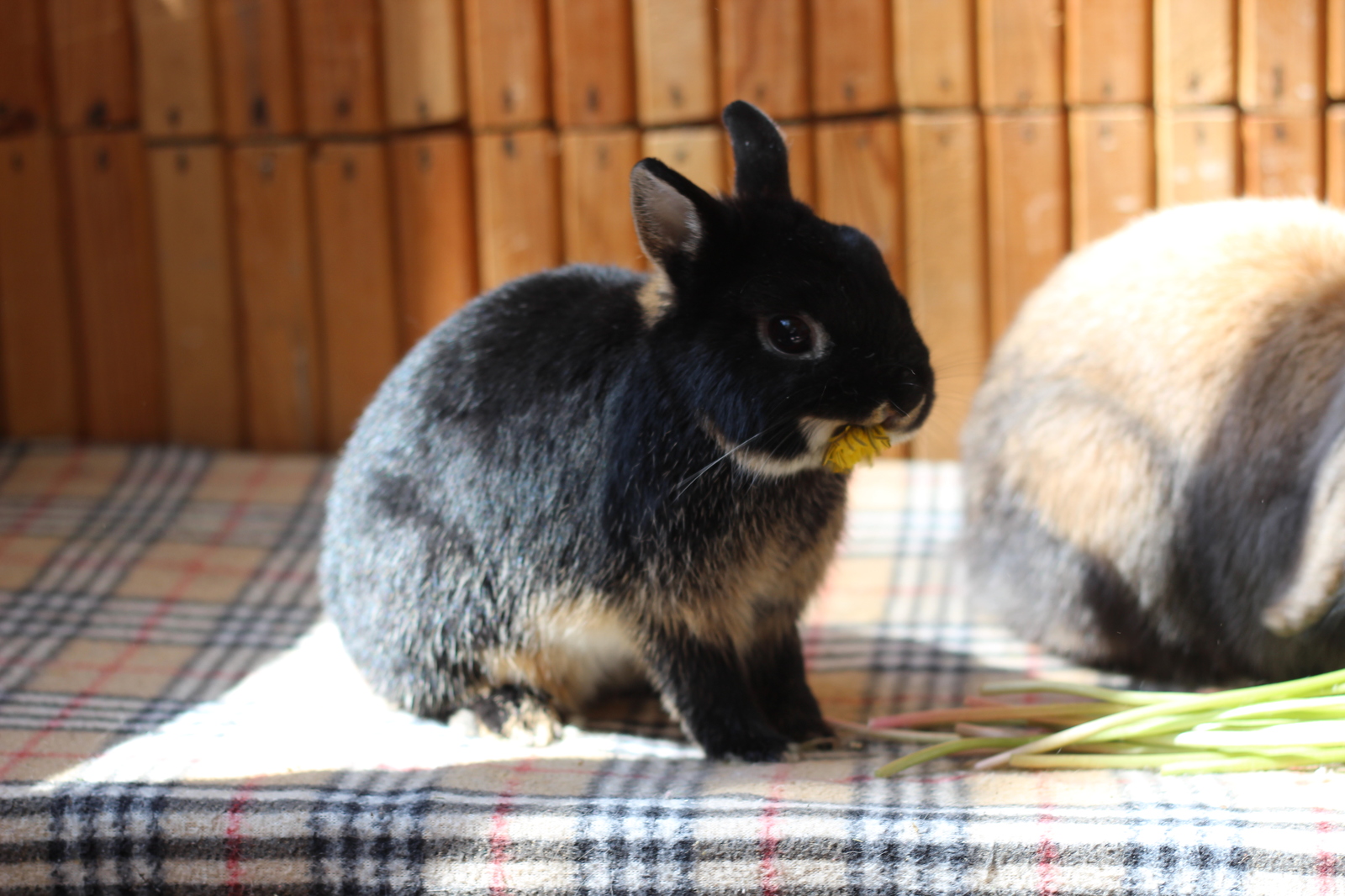 Ate the sun - My, Rabbit, Dandelion, Plants, The photo, Milota, Longpost