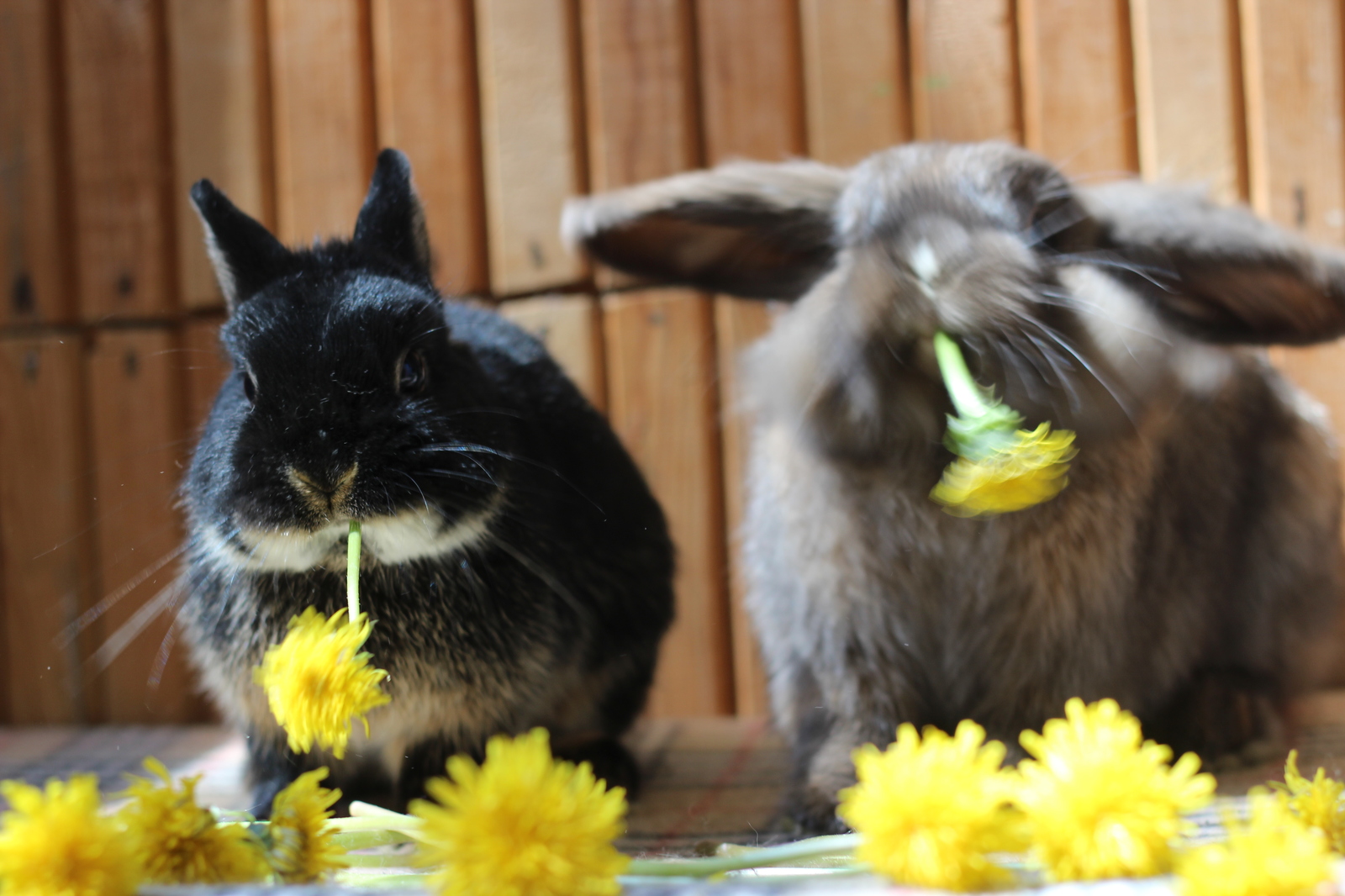 Ate the sun - My, Rabbit, Dandelion, Plants, The photo, Milota, Longpost