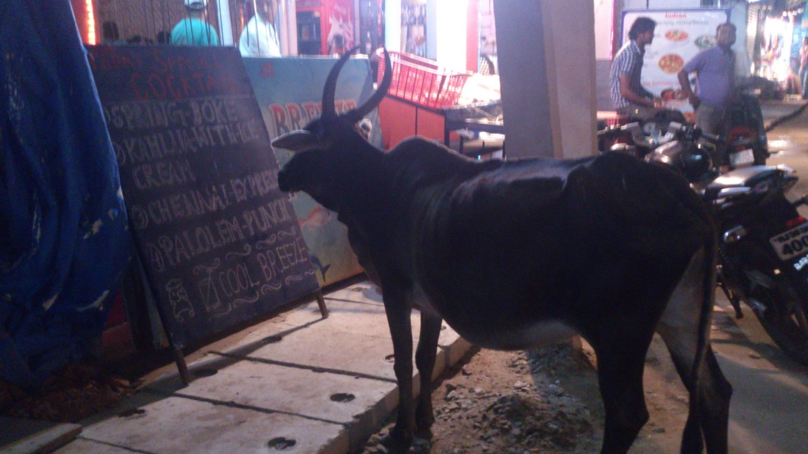 Cow - My, Cow, Cafe, India, Untitled, The photo, Observation