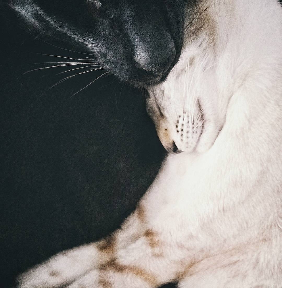 Yin Yang - My, Oriental cats, Siamese cat, Canon 6d