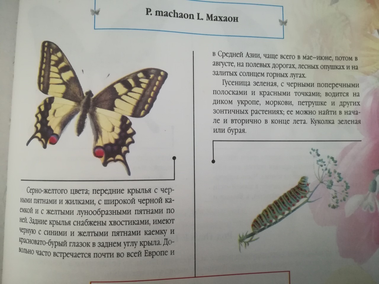 Butterflies of the Moscow region - My, Butterfly, Caterpillar, Dacha, Observation, Youth, Longpost