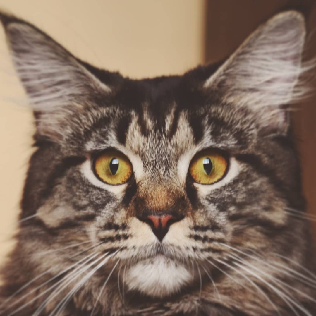 Homemade - My, cat, Maine Coon, Milota, Catomafia