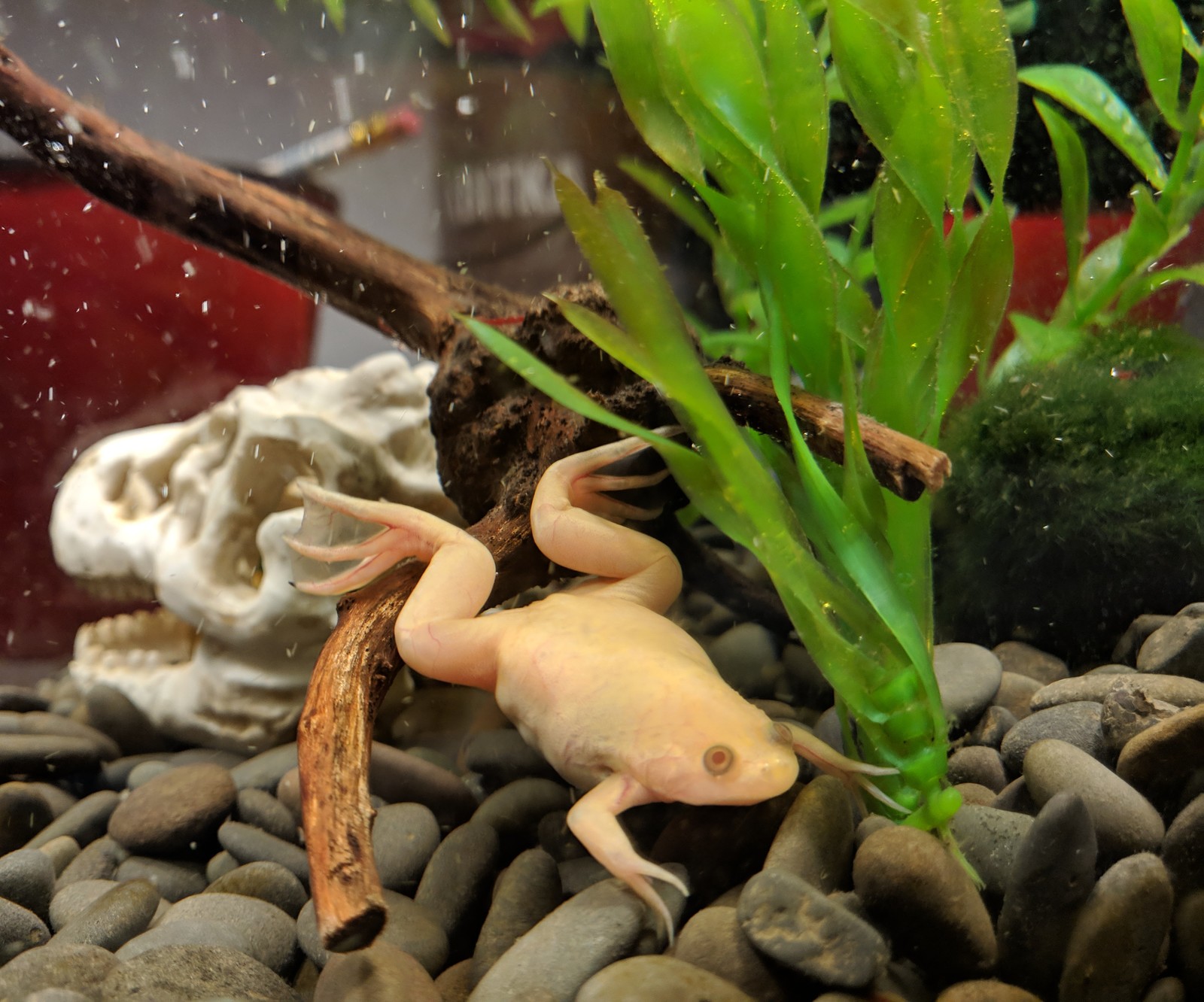 Hey Peekaboo! - My, Frogs, Aquarium, Animals, Plants, Water, Seaweed, Video, Longpost