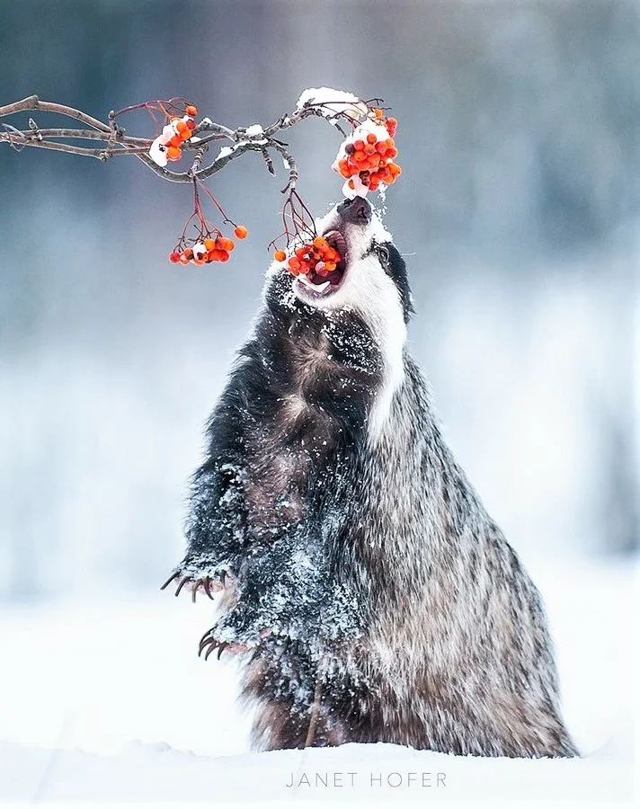 Hunger - Winter, Hunger, Feeding, Badger