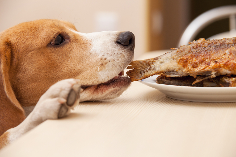 почему собака постоянно хочет есть