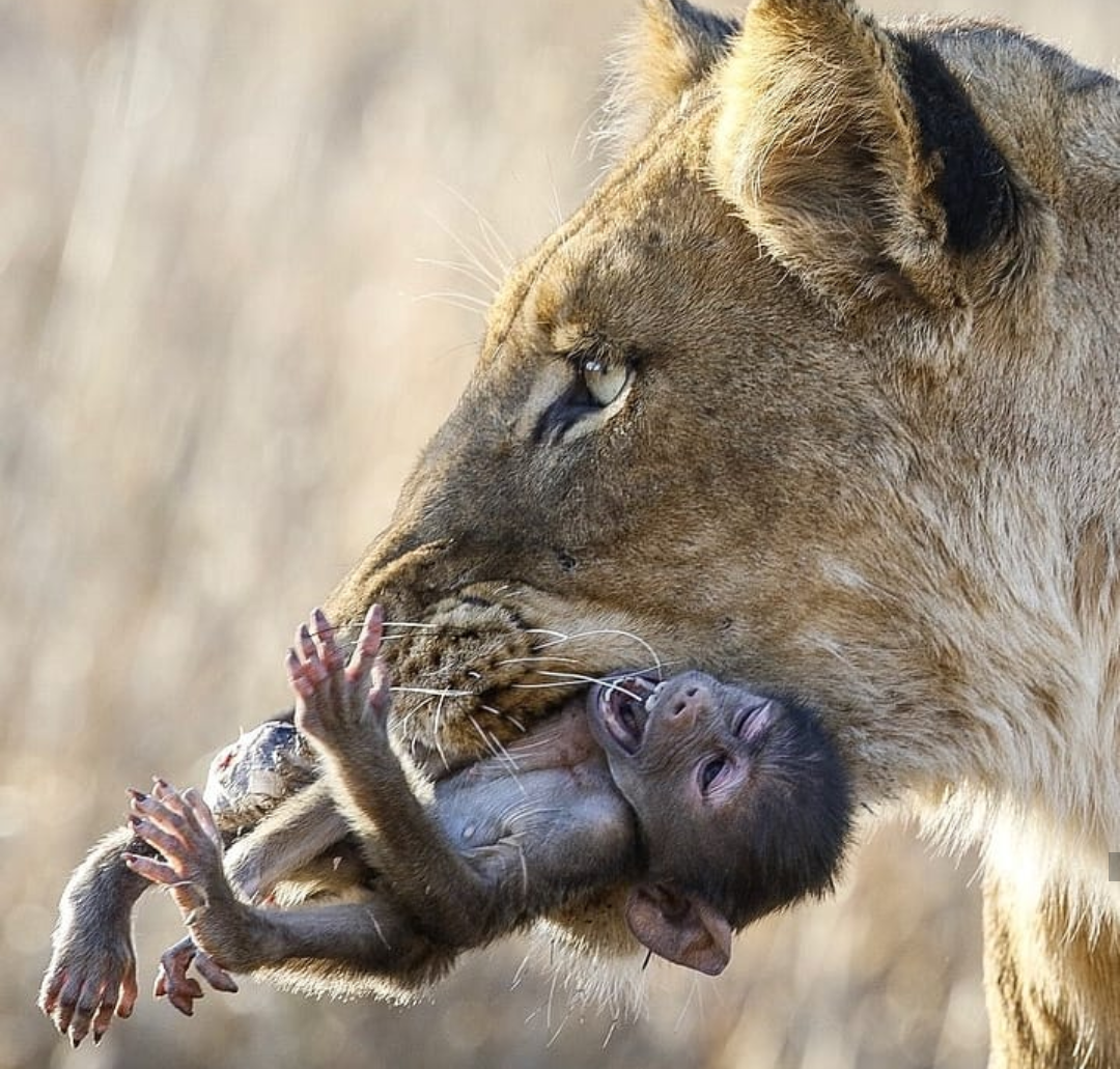 monkeys and lions - Monkey, a lion, Milota, Tenderness, Care