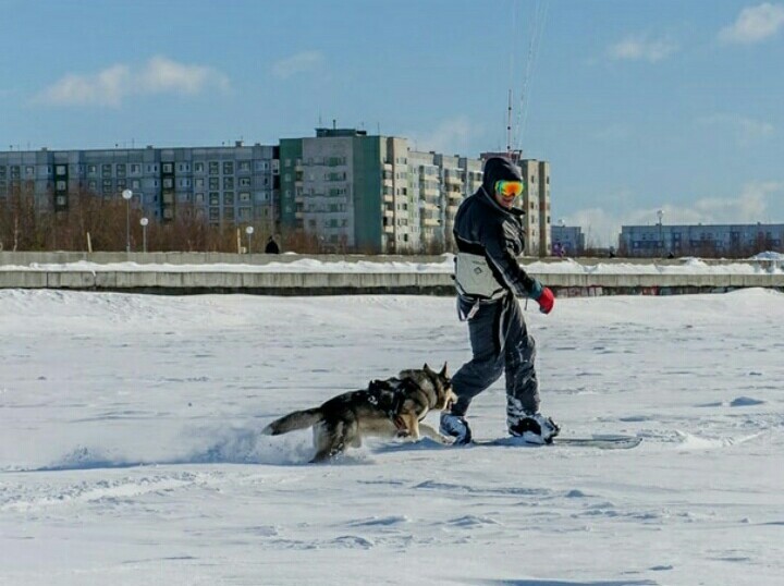 Winter fun - Winter, Snow, , Dog, Snowboard, Entertainment