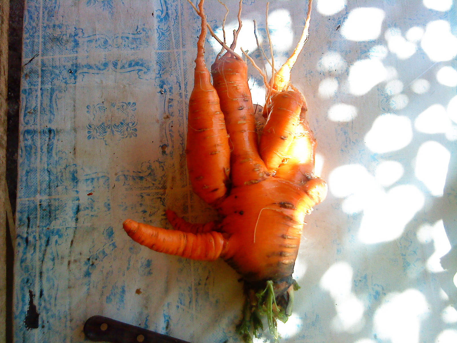 Frankenstein carrot - My, Carrot, Hand, Сельское хозяйство