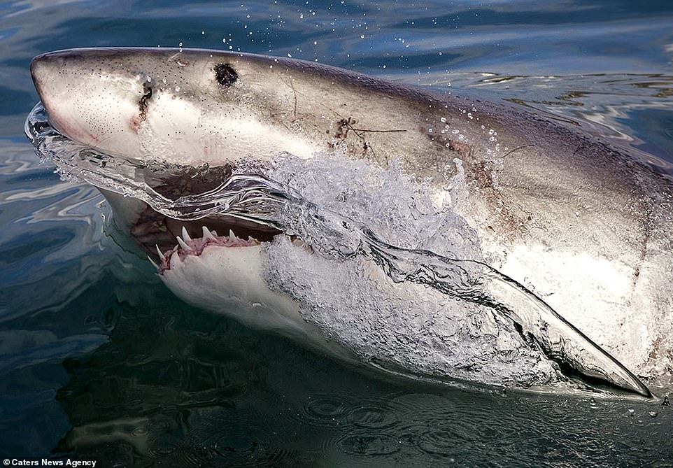 Interesting shots of the great white shark - Shark, Great white shark, The photo, In the animal world, Longpost