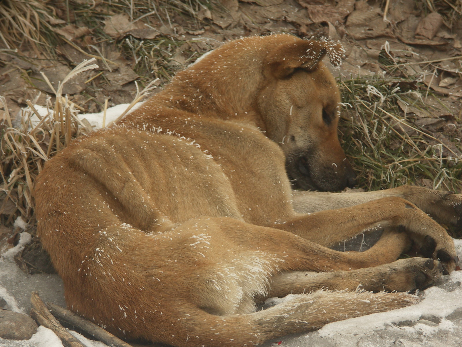 Is the person a friend? - My, Death, Story, Dog, The photo, Story