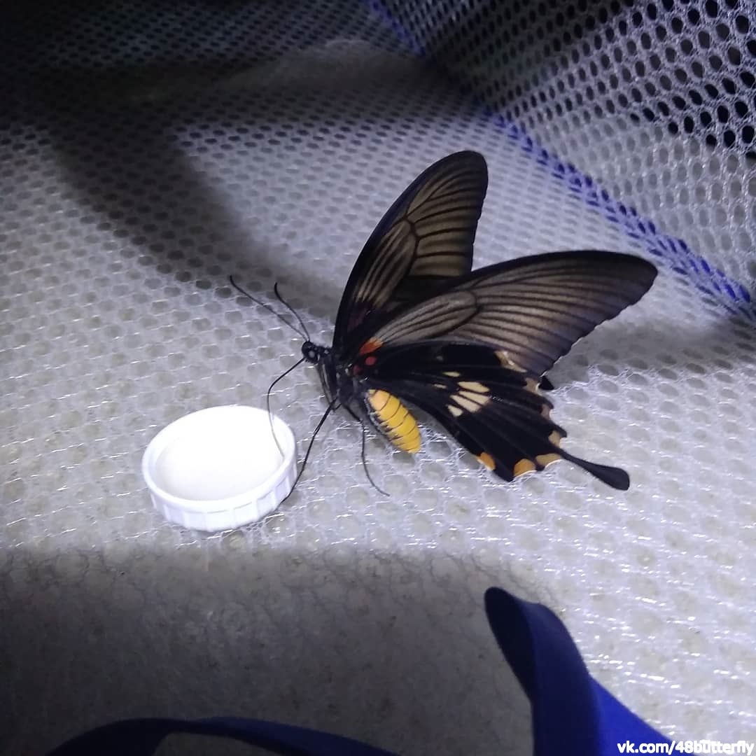 Feeding domestic tropical butterflies - My, Butterfly, Entomology, Nature, Animals, Insects, Video, Longpost