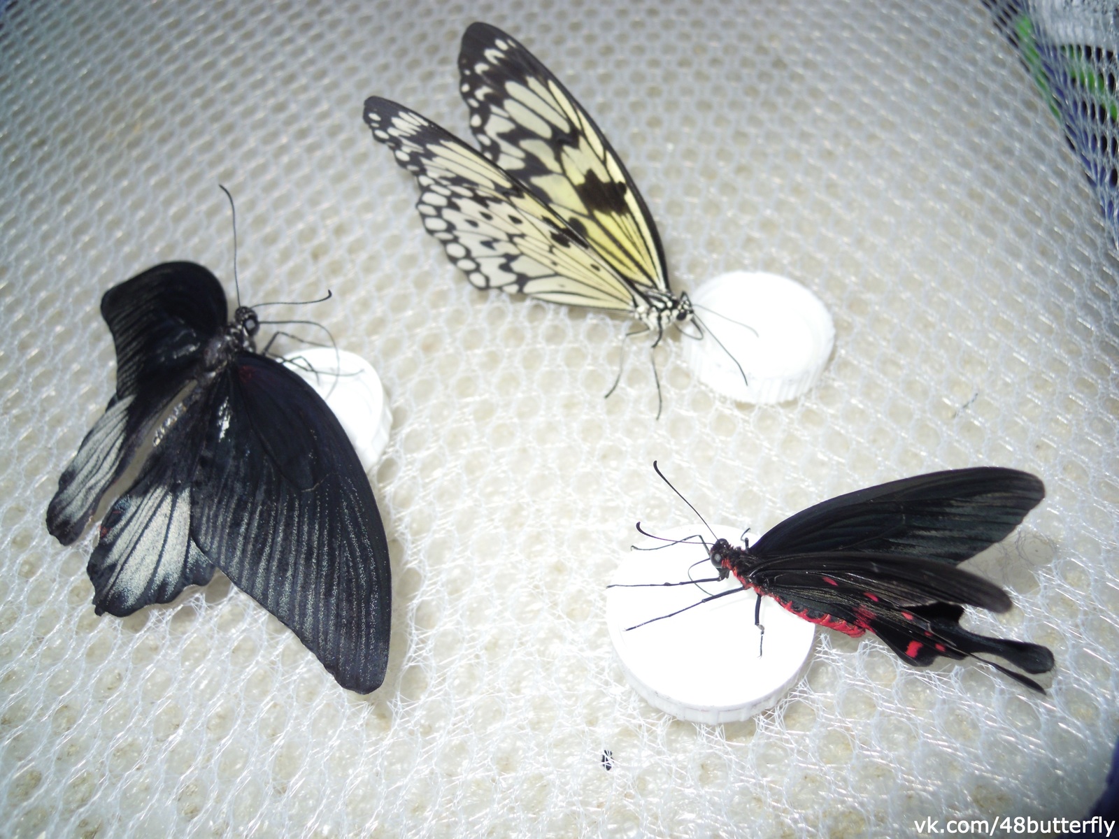 Feeding domestic tropical butterflies - My, Butterfly, Entomology, Nature, Animals, Insects, Video, Longpost