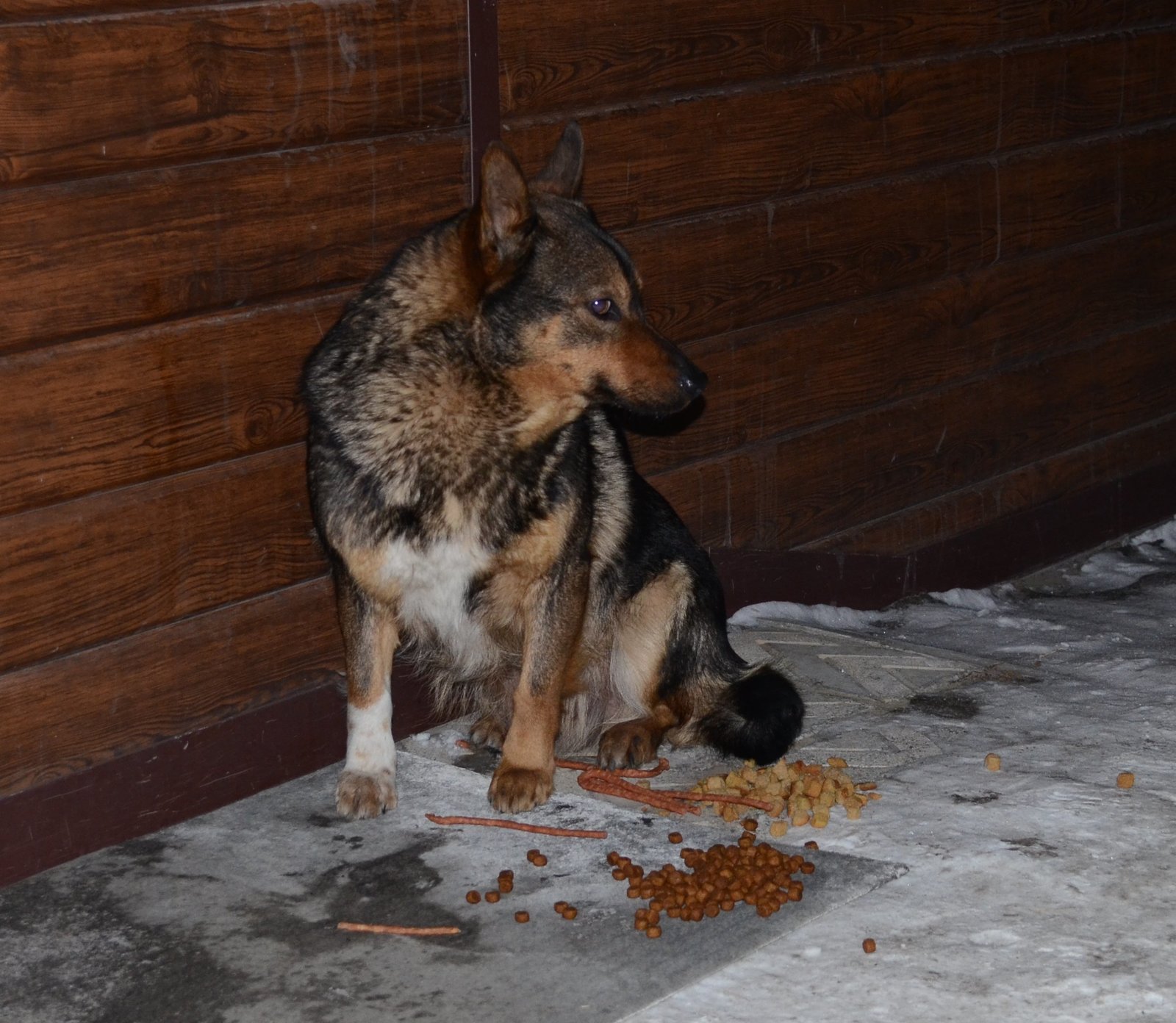 Barnaul, a lost dog wanders around the cardio center - My, Dog, Found a dog, Lost, No rating, Barnaul, Help, Helping animals