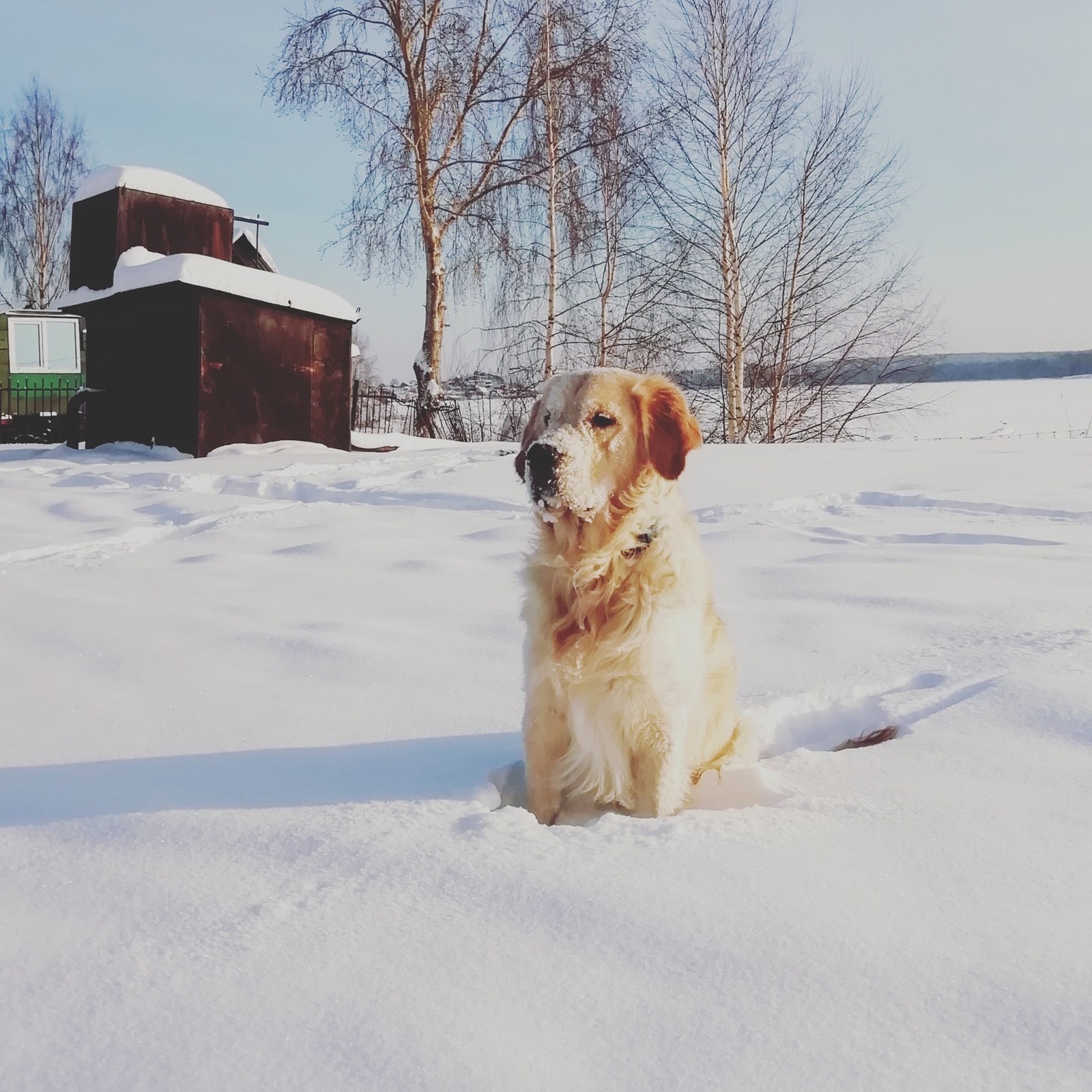 snow golden - My, Golden retriever, Dog, Winter