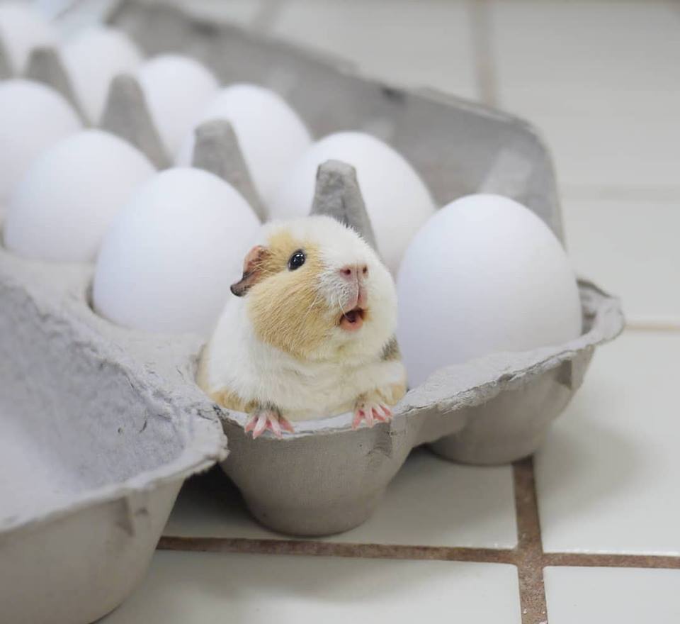 tenth egg - Eggs, Guinea pig