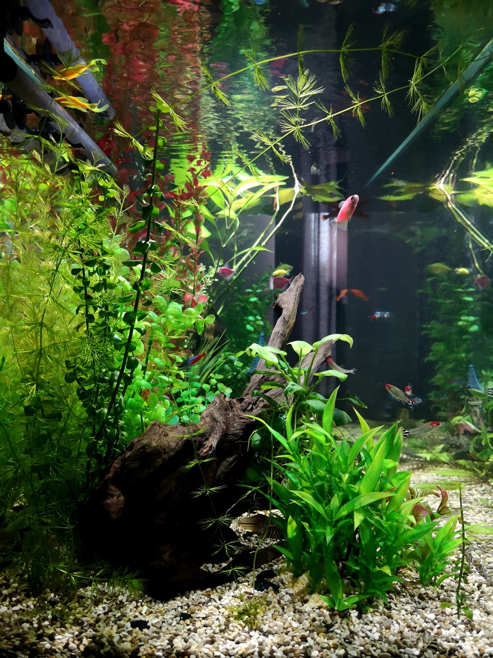 Aquarium with artificial plants 2 months later - My, Aquarium, The photo, Aquarium fish, Longpost, cat