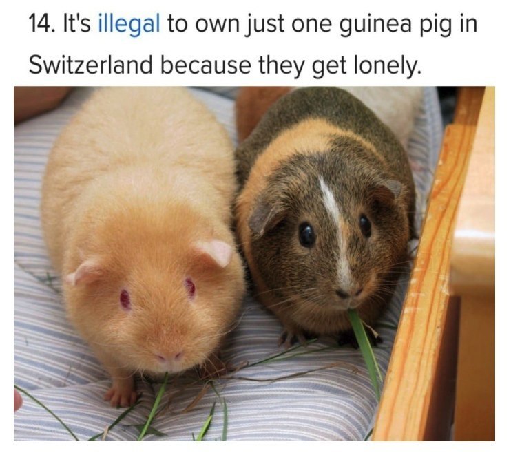 guinea pig law - Law, Milota, Guinea pig