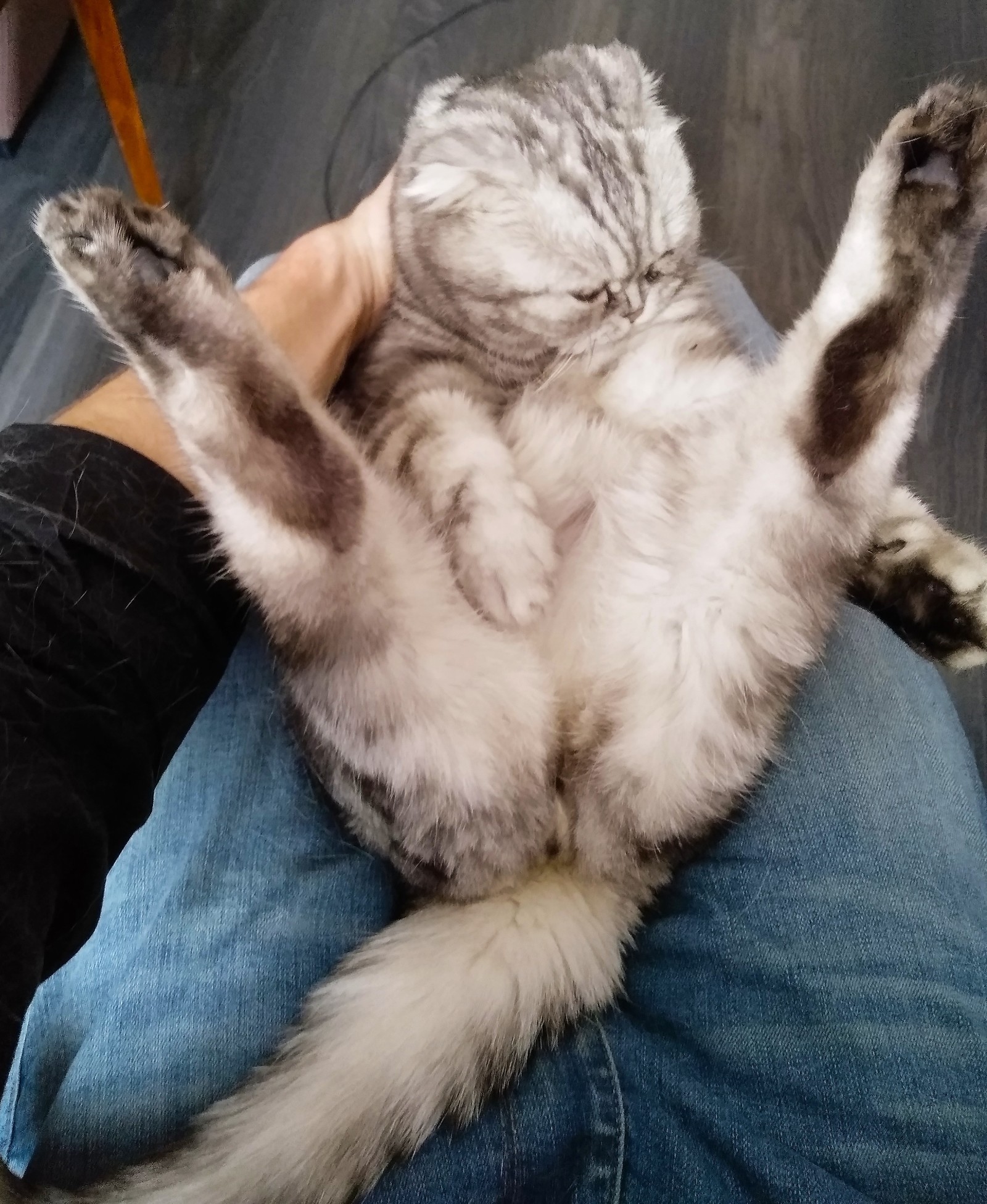 Хоба дабл хоба картинки котов