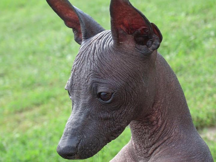 Such a different Xoloitzcuintle - Xoloitzcuintli, Dog, Animals, Longpost