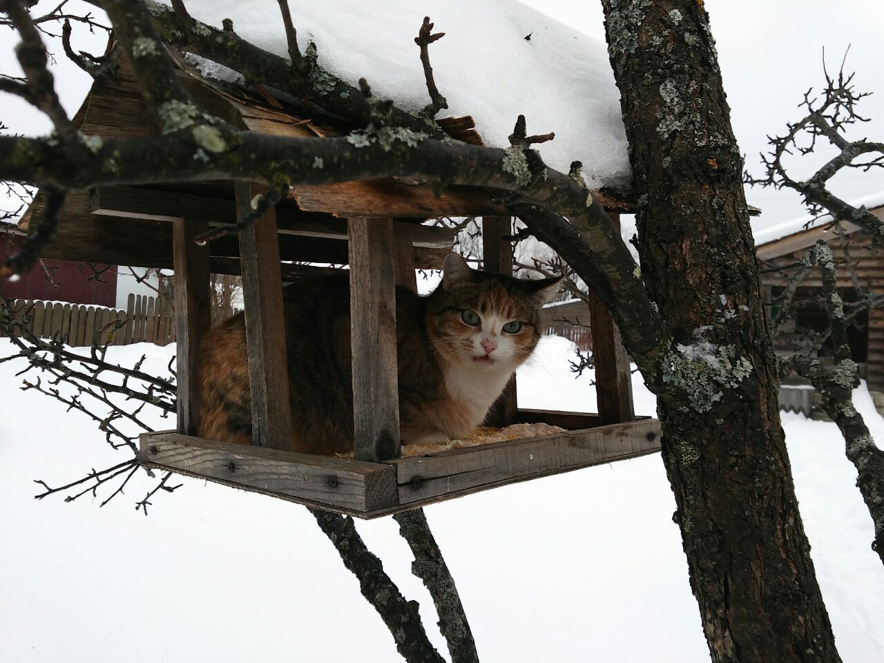 Little bird - My, cat, Birdhouse, Birds