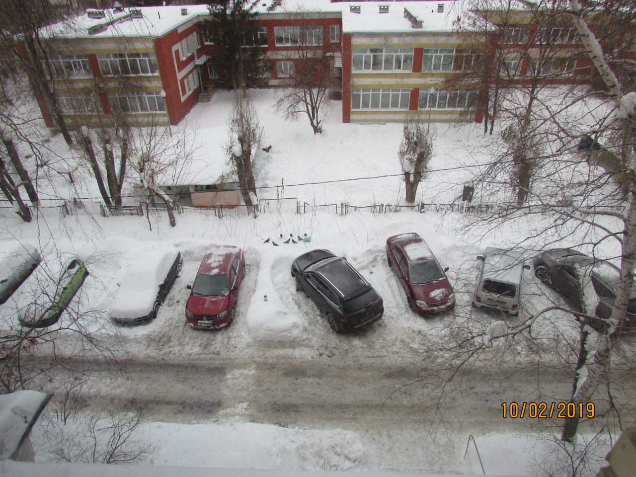 When too lazy to bring the garbage to the containers. - My, Samara, Garbage, Stray dogs, Crow, Longpost