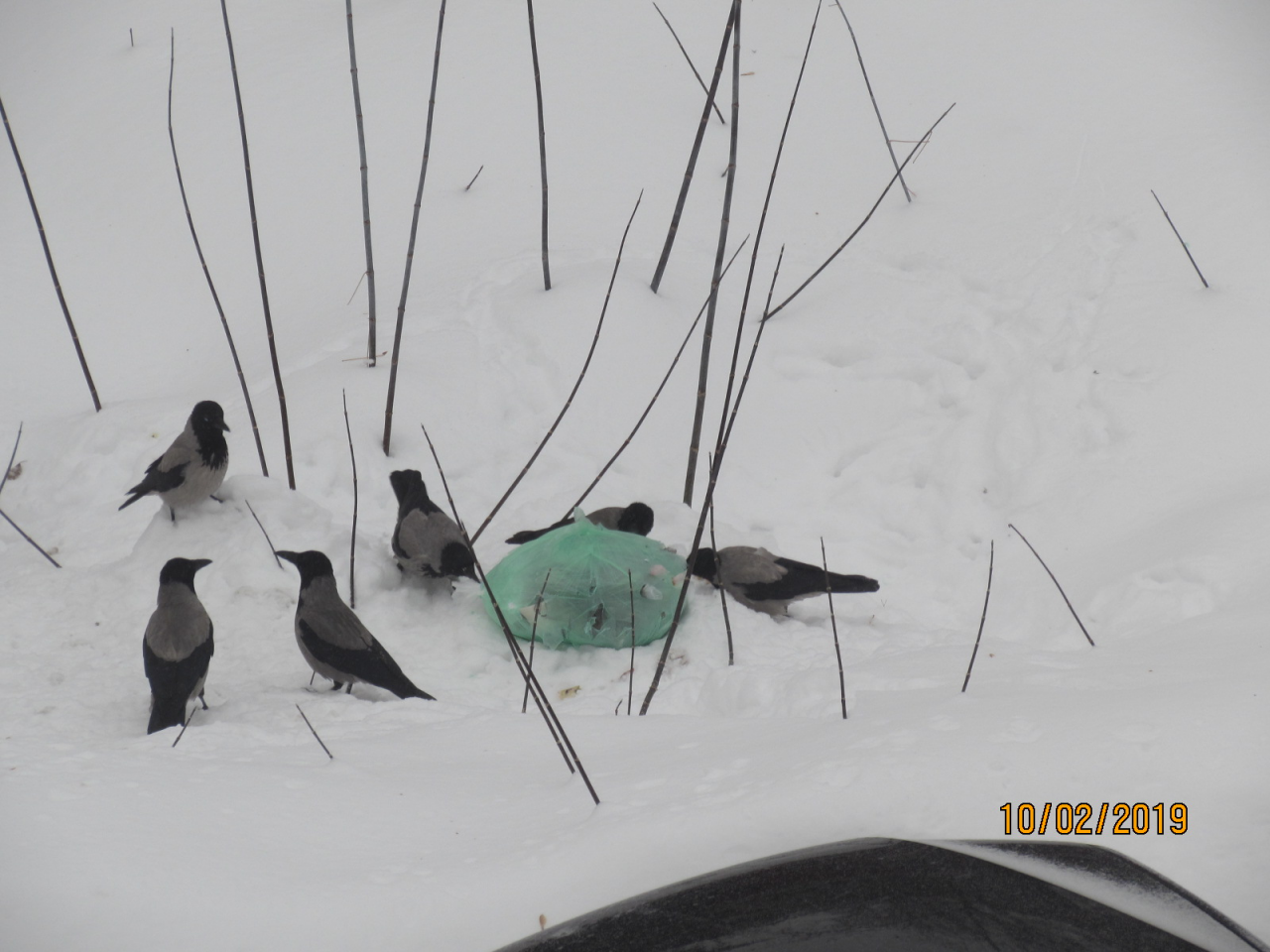 When too lazy to bring the garbage to the containers. - My, Samara, Garbage, Stray dogs, Crow, Longpost