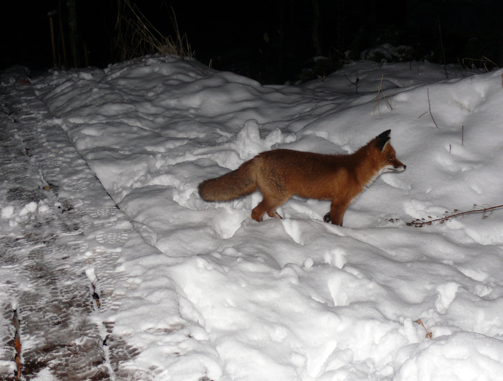 Foxes and pasta - My, Fox, Animals, Longpost, Pasta