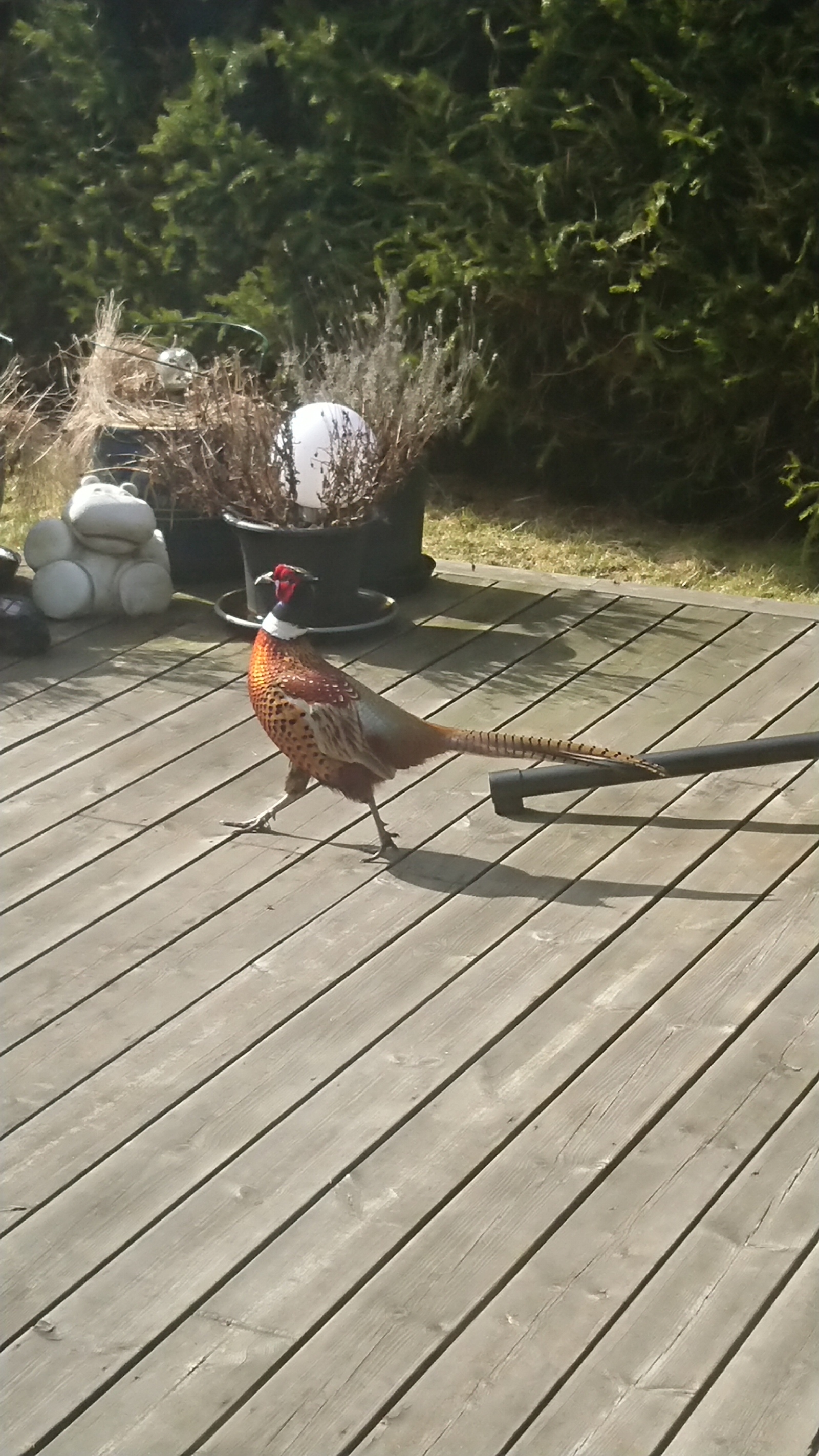 Pheasant - My, Nature, Birds, Pheasant, Longpost