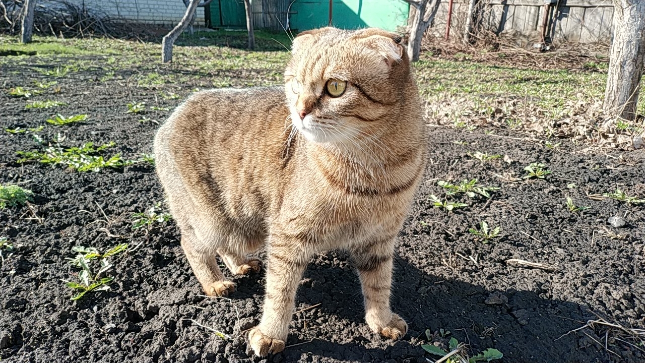 Today someone had a hearty lunch, then lay on the floor, rolled from side to side. - My, cat, Catomafia, Longpost