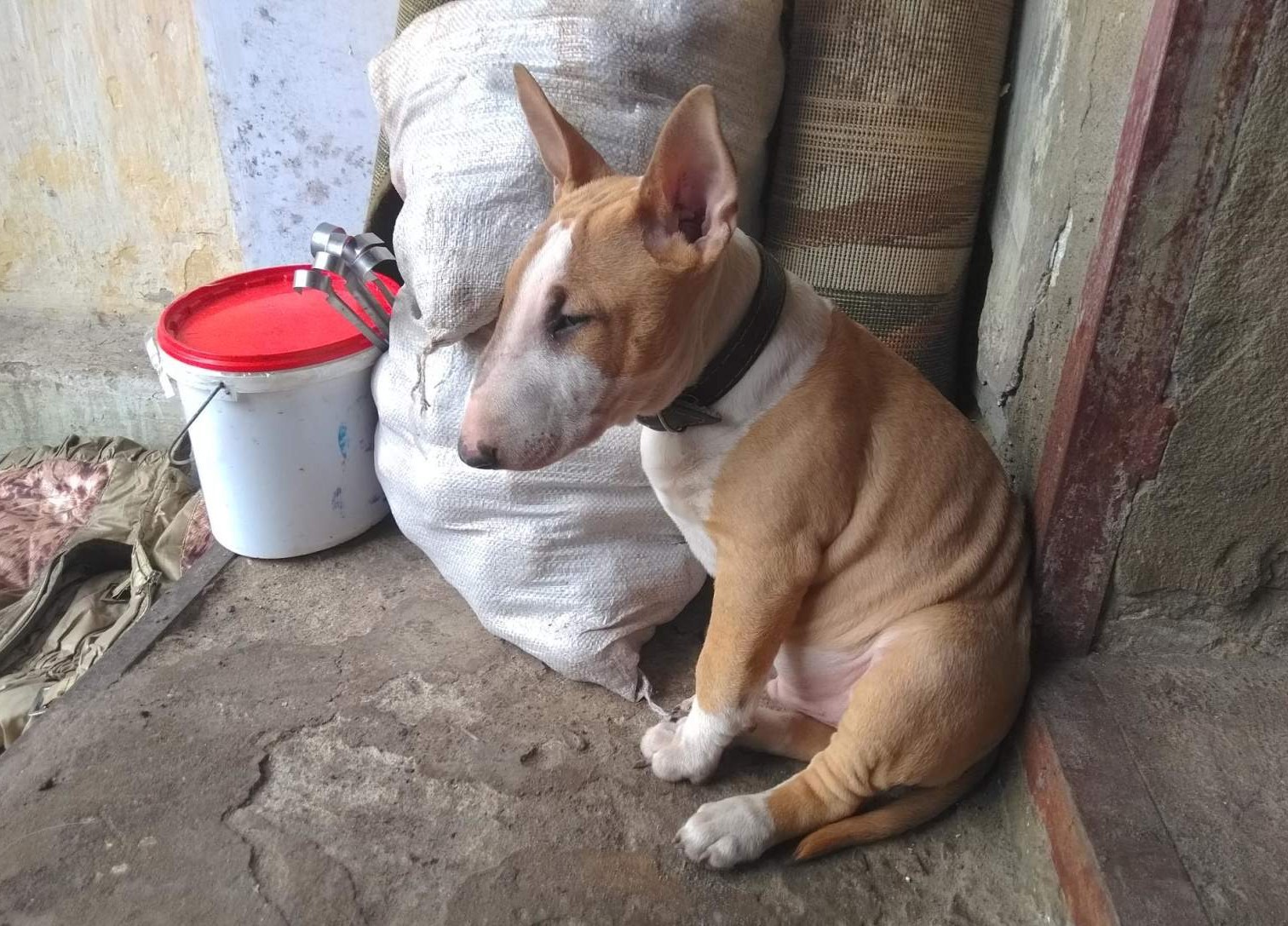 Funny Bull Terrier Fox - My, Dog, Puppies, Longpost