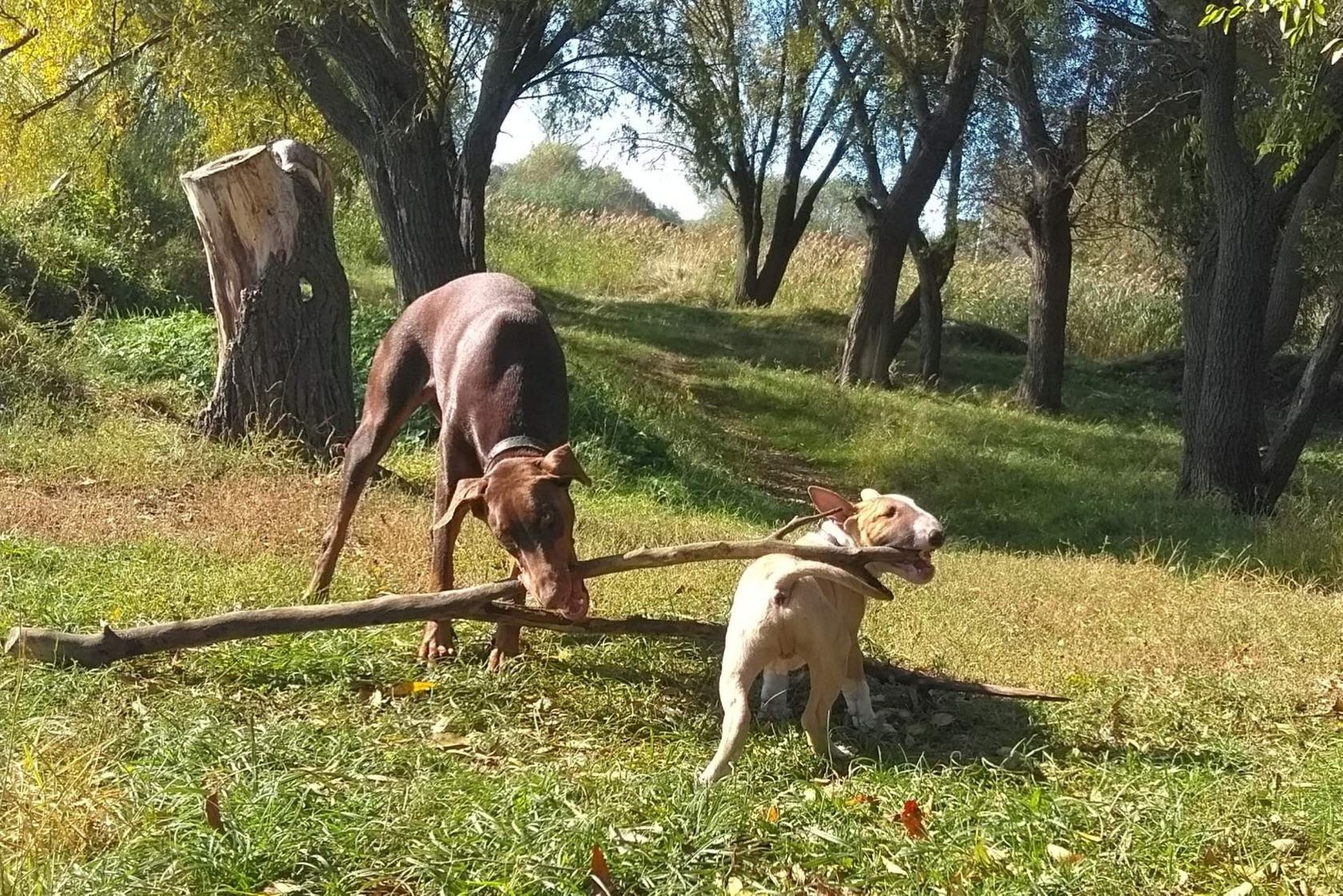 Funny Bull Terrier Fox - My, Dog, Puppies, Longpost