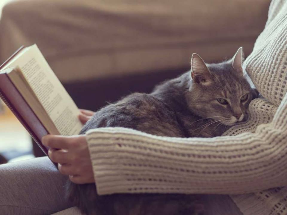 Warm, cozy, they also read books to you - cat, Catomafia, Books, Reading