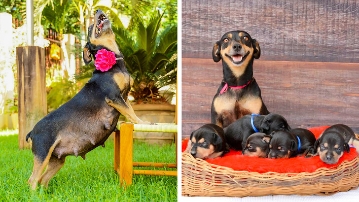 Happy mom - Dog, Pets, Motherhood, Puppies, Happiness, Family