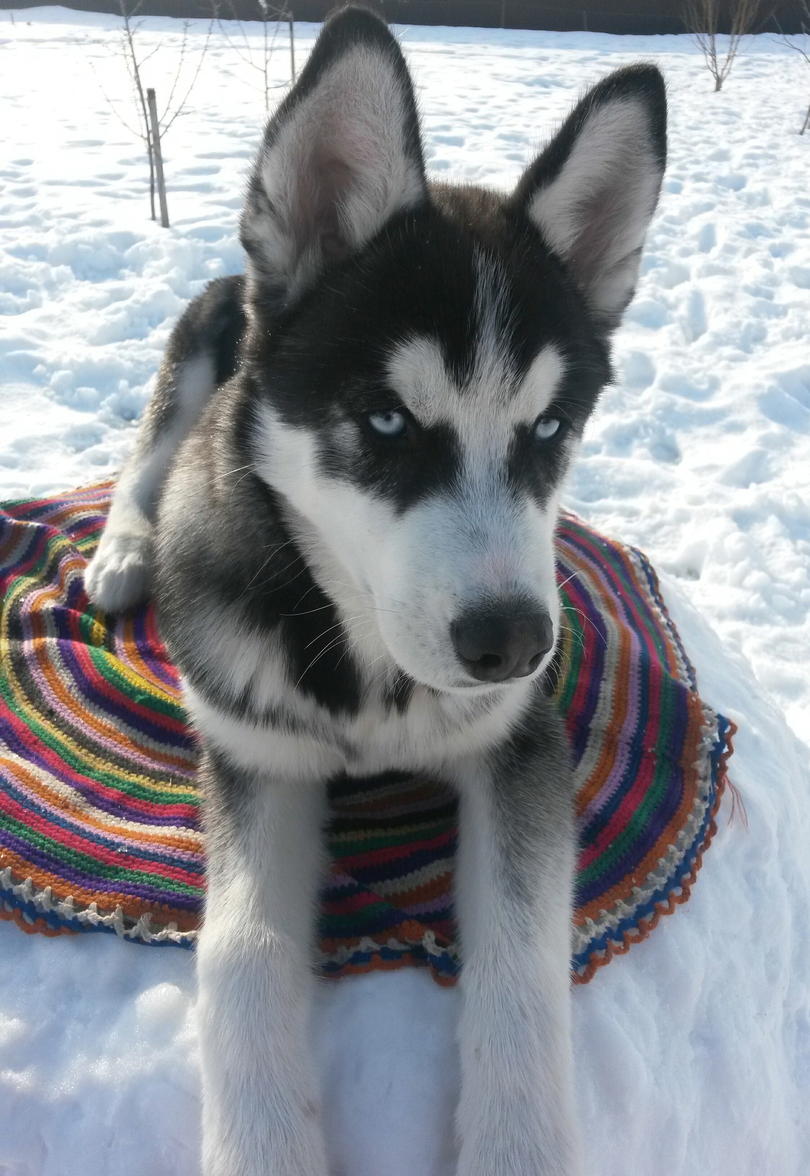 snowdrift king - Dog, Husky, Archie, Snowdrift