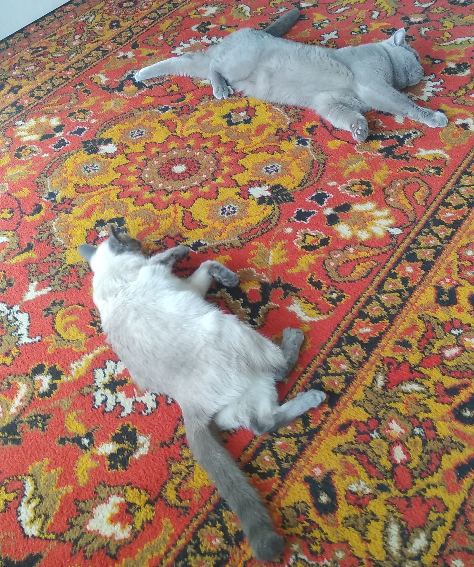 Rookery of seals) - My, March cats, cat, Carpet