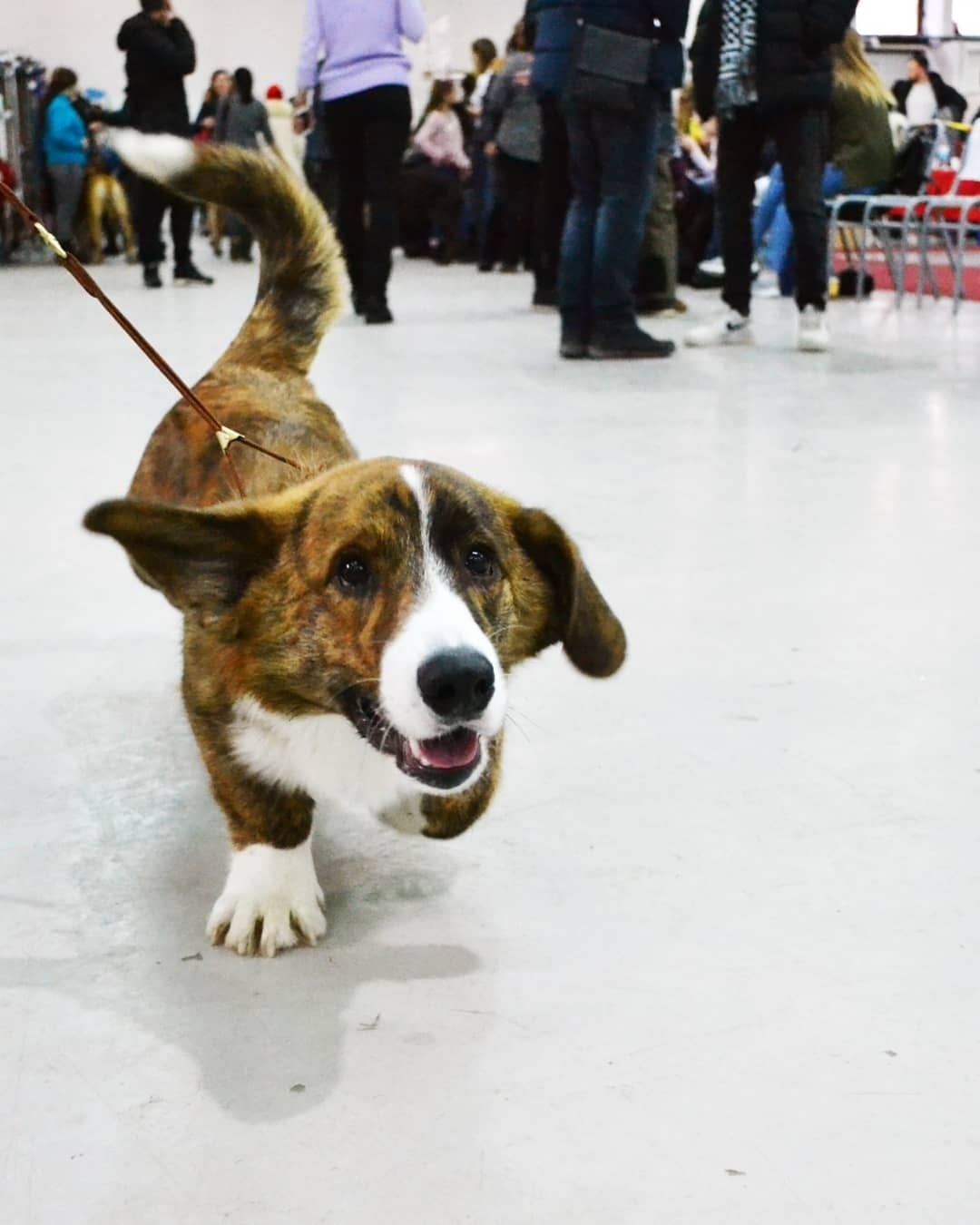 About the first exhibition or the first pancake…. - My, Dog show, Corgi, Welsh Corgi Cardigan, Dog, Puppies, Canines, Debut, Longpost