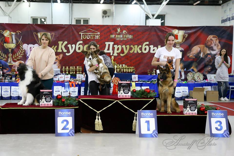 About the first exhibition or the first pancake…. - My, Dog show, Corgi, Welsh Corgi Cardigan, Dog, Puppies, Canines, Debut, Longpost