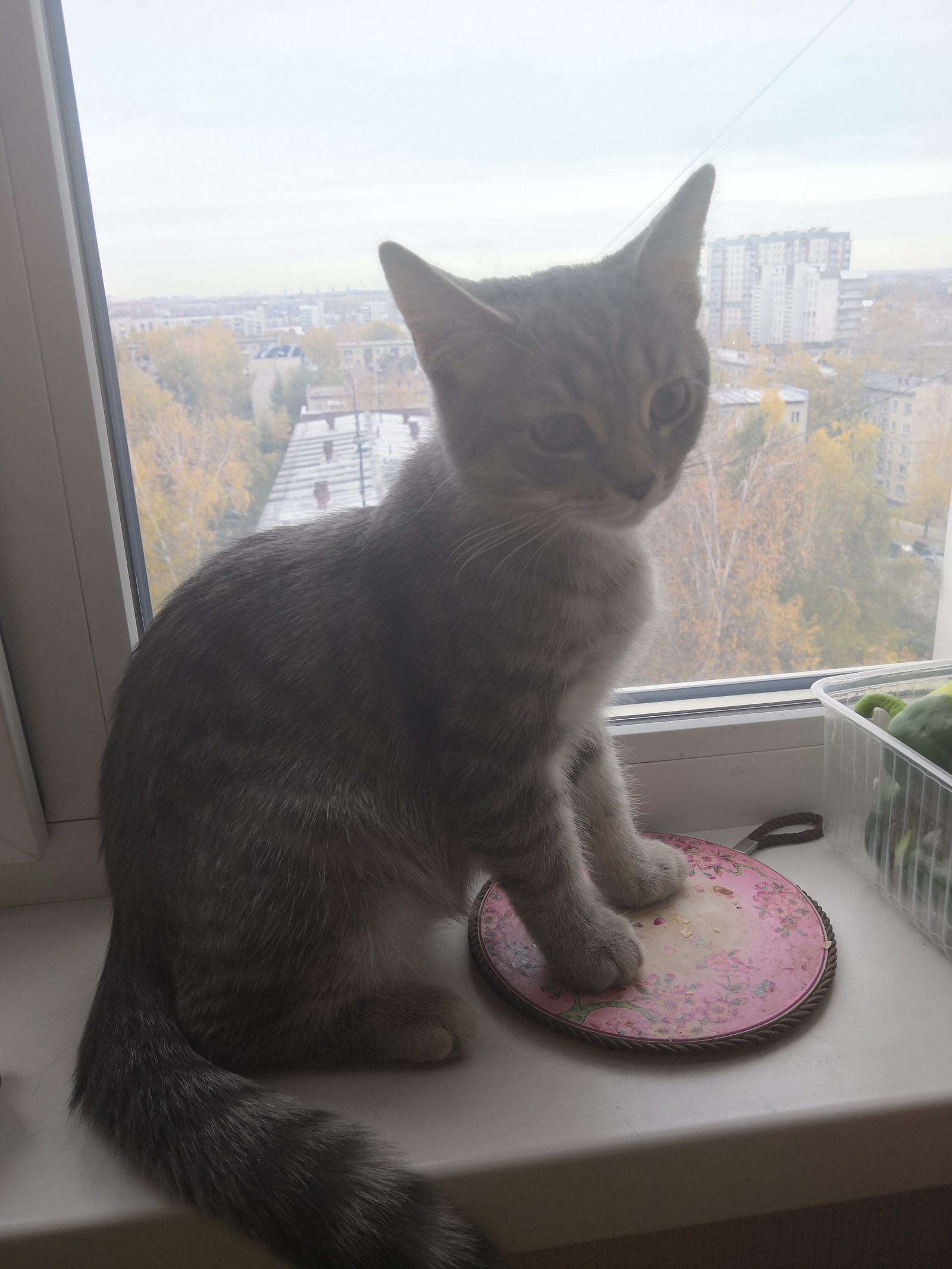 Tikhon - My, cat, Longpost, Pets, It Was-It Was, Kittens, Foundling