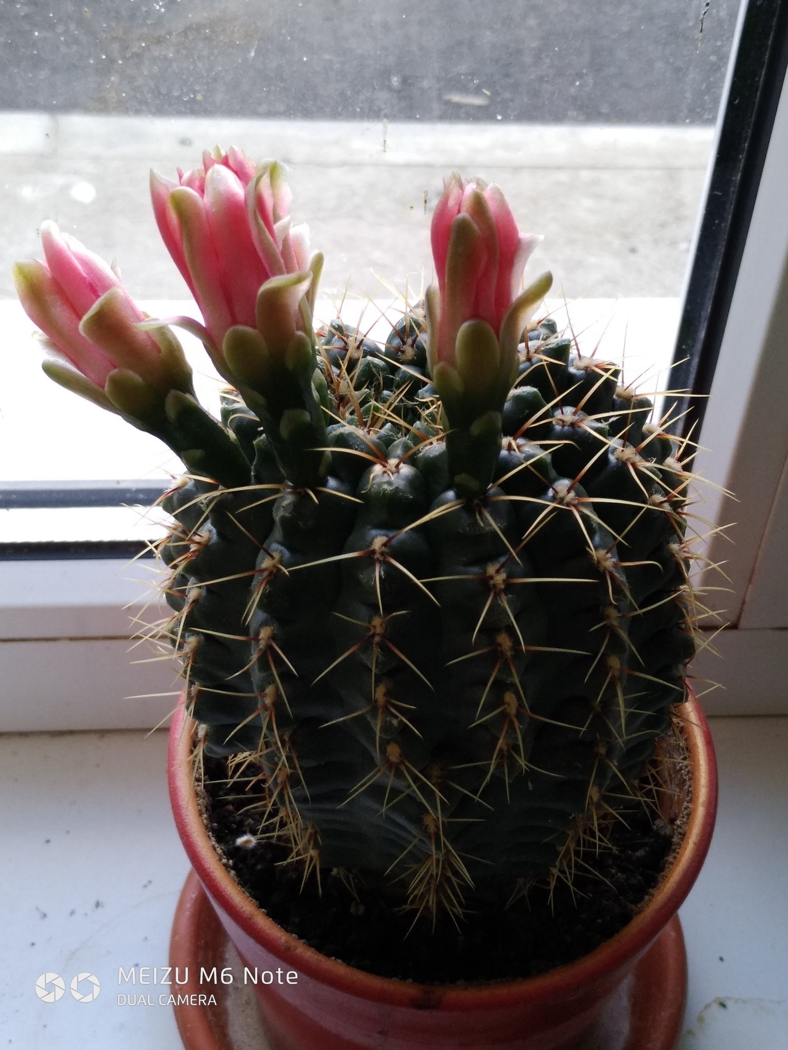 We do not abandon our own! - My, Plants, Cactus