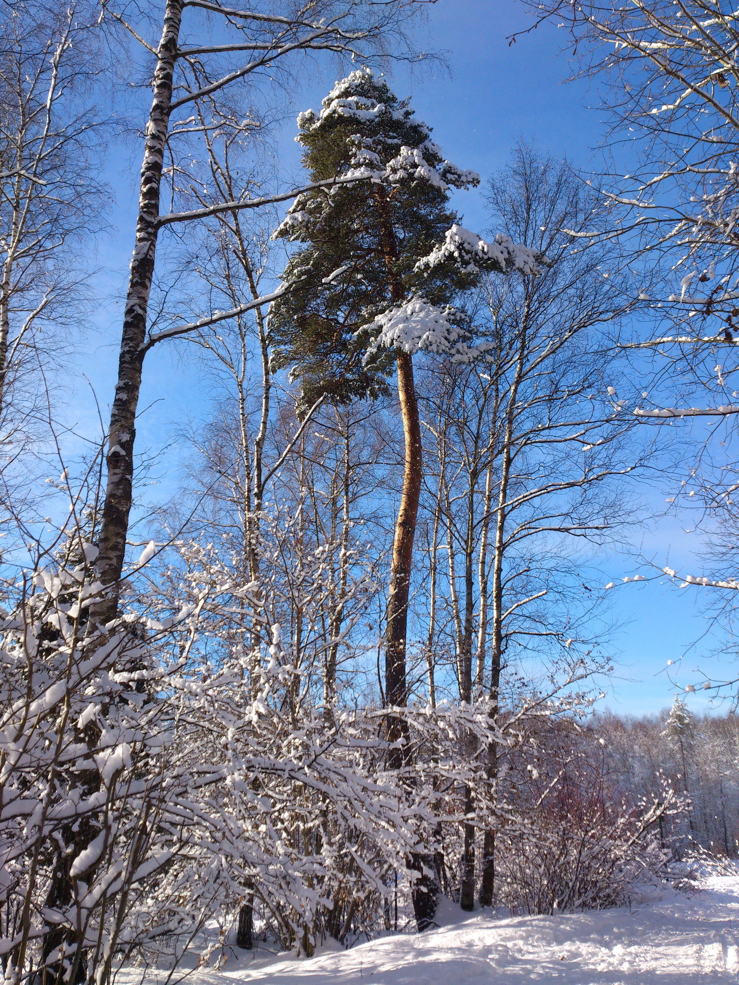 Winter forest and sun - My, Elk Island, Nature, Winter, Snow, Forest, beauty, Story, Longpost